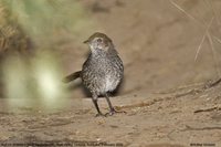 Rufous Bristlebird - Dasyornis broadbenti