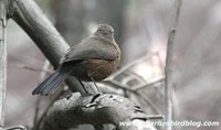 Rock Warbler - Origma solitaria