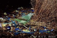 Satin Bowerbird - Ptilonorhynchus violaceus