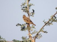 Red-billed Quelea - Quelea quelea