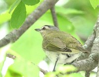 Red-eyed Vireo - Vireo olivaceus