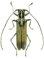 당나귀하늘소 - Eumecocera impustulata