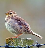 Corn Bunting