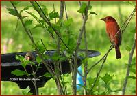 042407 summer tanager male1.jpg