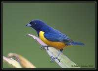 Rufous-bellied Euphonia 2