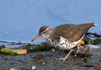 Spotted Sandpiper May 06