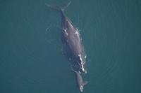aerial view of North Atlantic right whale off Florida coast