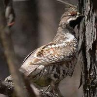 Hazel Grouse