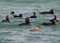 Melanitta nigra 검둥오리 Black Scoter (common Scoter)