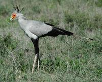 Secretary Bird p.48