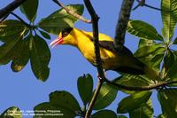 Black-naped Oriole Scientific name - Oriolus chinensis