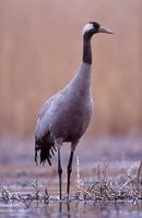 검은목두루미 Grus grus