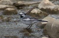 White(Pied) Wagtail Motacilla alba ocularis 검은턱할미새