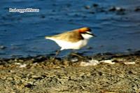 Red-capped Plover