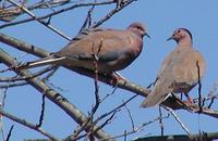 Senegal Dove Streptopelia senegalensis