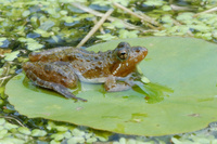 : Acris gryllus gryllus; Coastal Plain Cricket Frog