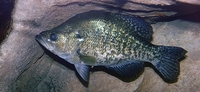 Black Crappie (Sunfish) Pomoxis nigromaculatus
