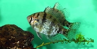 Blackbanded Sunfish Enneacanthus chaetodon