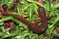 : Rhyacotriton cascadae; Cascade Torrent Salamander