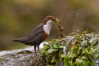 : Cinclus cinclus; Dipper