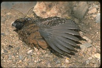 : Colinus virgianianus ridgwavi; Masked (southwestern) Bobwhite