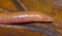 : Schistometopum thomense; Sao Tome Caecilian