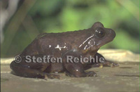 : Telmatobius edaphonastes