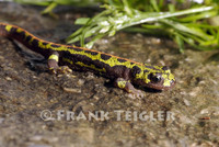 : Triturus marmoratus pygmaeus; Marbeled Newt