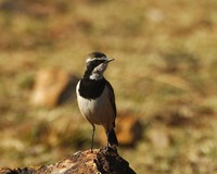 : Oenanthe pileata; Capped Wheatear