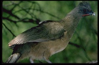 : Ortalis vetula; Plain Chachalaca