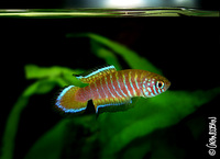 : Simpsonichthys parallelus 'jacuba'