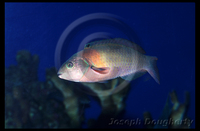 : Thalassoma duperreyi; Saddle Wrasse