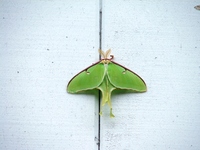 : Actias luna; Luna Moth