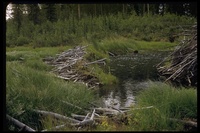 : Castor canadensis; Beaver