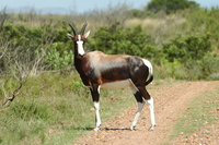 : Damaliscus dorcas dorcas; Bontebok