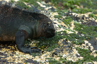 : Amblyrhynchus cristatus ssp. mertensi; Marine Iguana