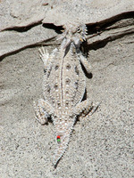 : Phrynosoma mcallii; Flat-tailed Horned Lizard
