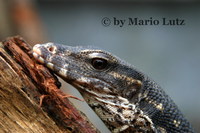 : Varanus salvator marmoratus; Water Monitor