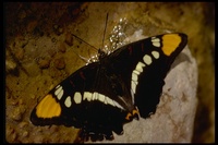 : Limenitis bredowii; California Sister Butterfly