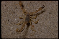 : Scorpionida sp.; Desert Scorpion
