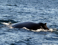 Humpback Whale. 1 October 2006. Photo by Jay Gilliam