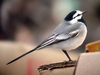 검은턱할미새 Motacilla alba ocularis | white wagtail