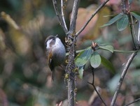 ノドジロチメドリ White-browed Fulvetta Alcippe vinipectus