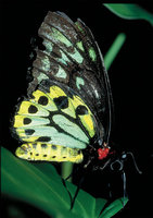 Cairns Birdwing Butterfly