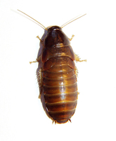 Nauphoeta cinerea - Cinereous Cockroach