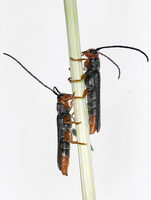Oberea erythrocephala erythrocephala var. pyretana