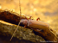 Arhopalus rusticus rusticus