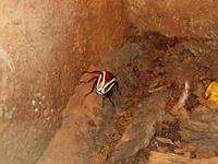 Dicronorrhina derbyana layardi