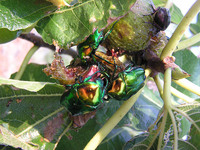 Protaetia aeruginosa var. ignea