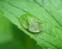 Cassida viridis - Green Tortoise Beetle